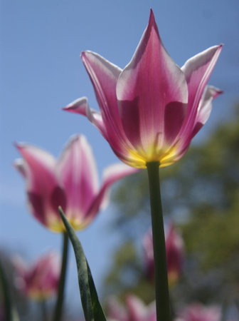 Pink Tulip close up at Sherwood Gardens, Baltimoreの写真素材