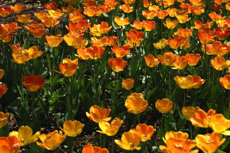 Yellow Tulips at Sherwood Gardens, Baltimoreの写真素材