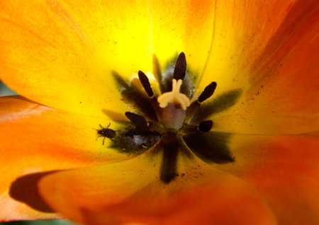 Orange Tulip close up at Sherwood Gardens, Baltimoreの写真素材
