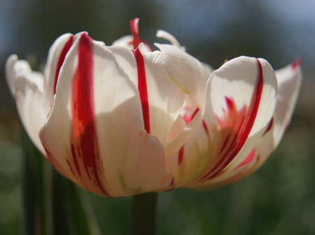White and Red Tulip close up at Sherwood Gardens, Baltimoreの写真素材