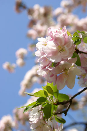 Cherry Blossom in Washington DCの写真素材
