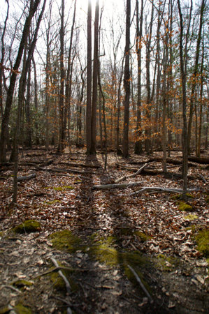 Winter woodsの写真素材