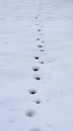 Footprints in the snowの写真素材