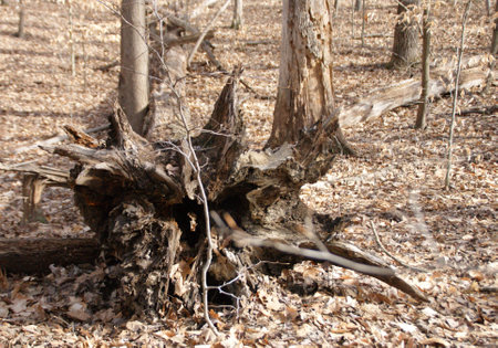 Dead tree in winterの写真素材