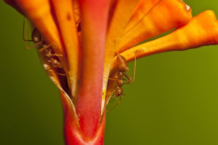 red ants on red tropical flowerの写真素材