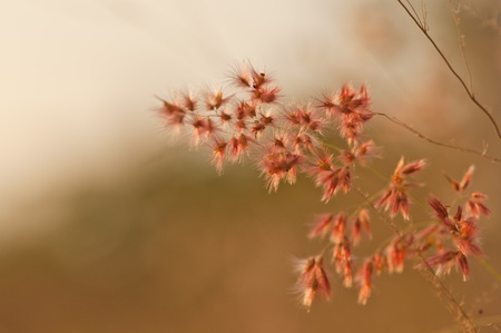 flower glass in the sun setの写真素材
