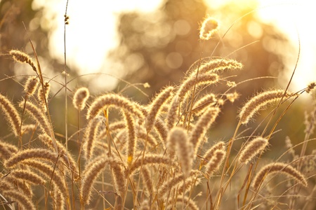 Golden sunset over glass flower fieldの写真素材
