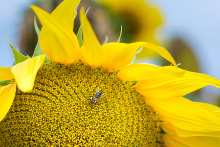 Bee collecting flower dust / polen from sunflowerの写真素材