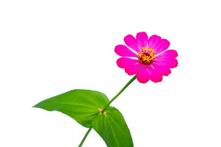 The Beautiful and Colorful Thai Flowers taken under natural lightの写真素材