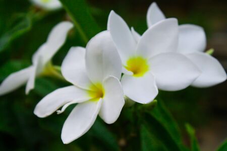 The Beautiful and Colorful Thai Flowers taken under natural lightの写真素材