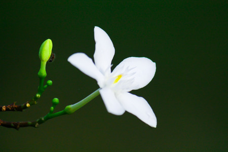 The Beautiful and Colorful Thai Flowers taken under natural lightの写真素材