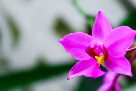 The Beautiful and Colorful Thai Flowers taken under natural lightの写真素材