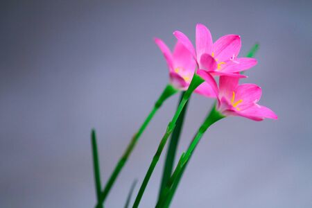The Beautiful and Colorful Thai Flowers taken under natural lightの写真素材
