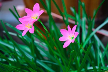 The Beautiful and Colorful Thai Flowers taken under natural lightの写真素材