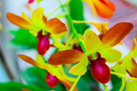 The Beautiful and Colorful Thai Flowers taken under natural lightの写真素材