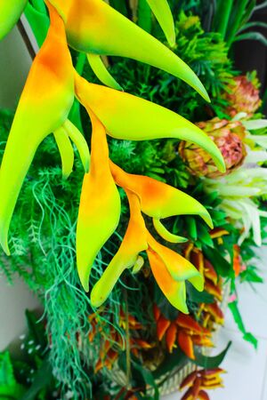 The Beautiful and Colorful Thai Flowers taken under natural lightの写真素材