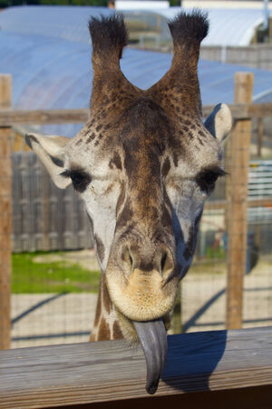 Giraffe sticks tongue out at the close cameraman  の写真素材