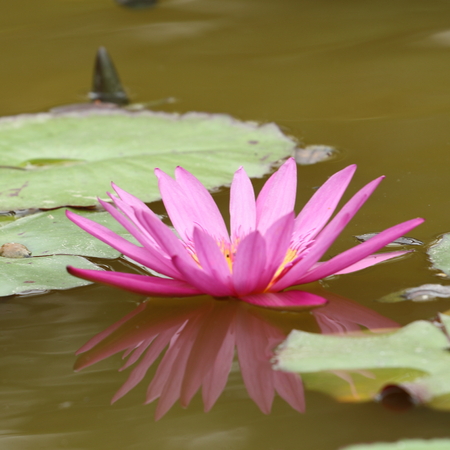 shadow of lotusの写真素材