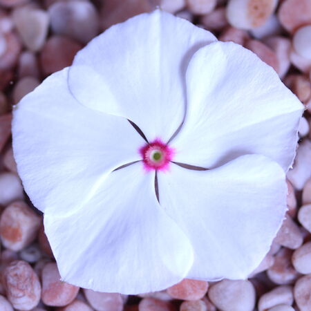 Pericuinkleの写真素材