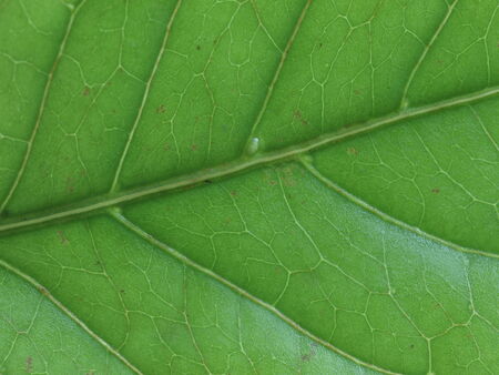 leaf in closeup shot の写真素材
