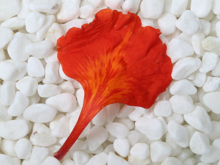 petalの写真素材