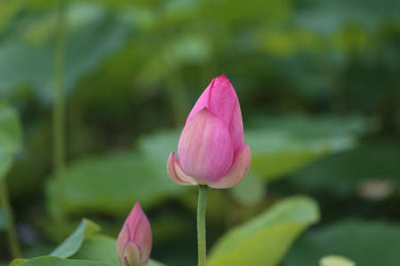 lotusの写真素材