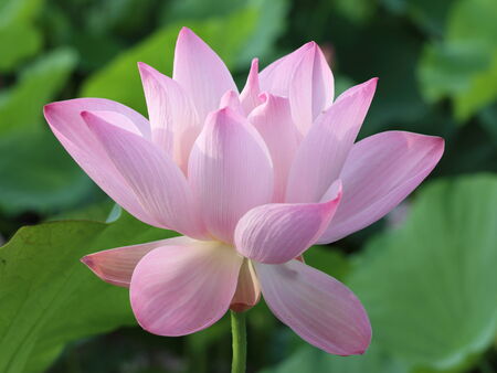 Lotus flowerの写真素材
