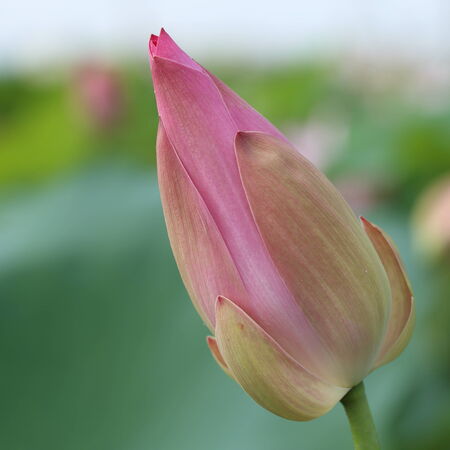 lotus flowerの写真素材