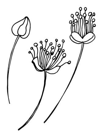linden flowers sketch, tÃ­lia, line art, hand draw illustration, black and whiteのイラスト素材