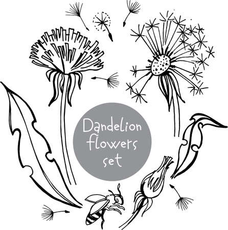 line art set of hand draw dandelion, plant parts, leaves, flowers, seeds. Black and white vector illustration. Ideal for fabric, wedding design, cosmetic productのイラスト素材