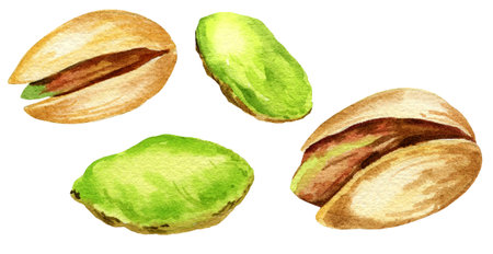 set of watercolor pistachio nuts, hand drawn illustration of snack, sketch of nutsの写真素材