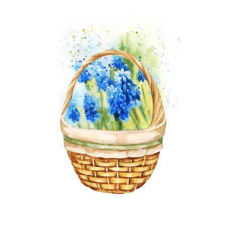 watercolor beige wicker basket with blue-purple blossom hyacinths, illustration of Provence style, hand drawn sketch of blue spring flowers, stem and leaves isolated on white background, for spring card, posters, Easter decorationの写真素材