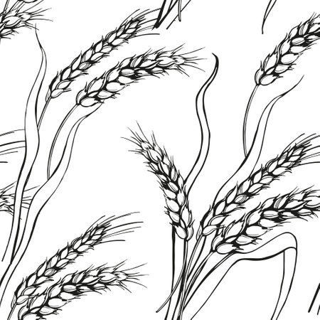 vector seamless pattern of ears of wheat, hand drawn branches of wheat, agriculture theme, black and white sketch of harvest theme isolated on white background, for menu, packaging design, decorationのイラスト素材