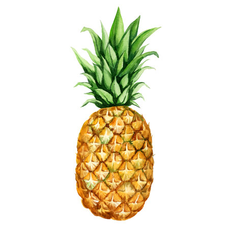 watercolor hand drawn illustration of ripe pineapple with fresh green leaves, sketch of tropical fruit, food illustration isolated on watercolor backgroundの写真素材