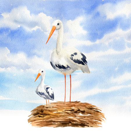 white stork with young chick in the nest against blue sky and clouds, wild flying bird in wildlife, watercolor illustration of animal life, hand drawn sketchの写真素材