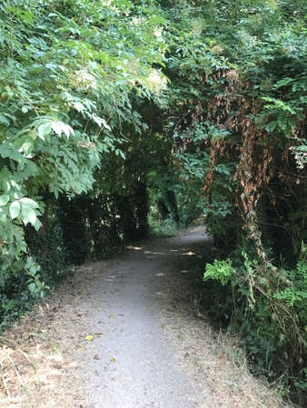Path in the woods