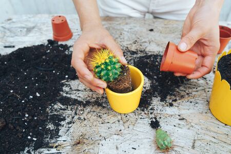Plant transplantation. Care from home plants. Home gardening. Close up.