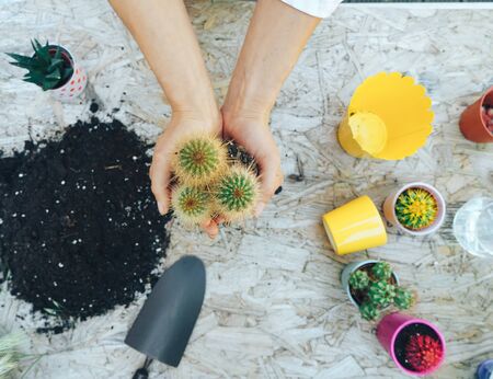 Plant transplantation. Care from home plants. Hobbies of transplantation plants.の写真素材