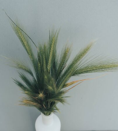 Summer harvest. Wheat spikes for baking bread.の写真素材
