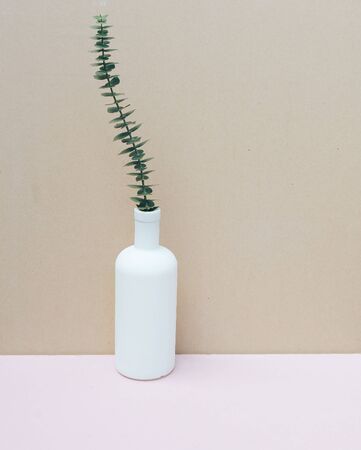 Eucalyptus plant for decoration. Natural organic ingredients for cosmetics, skin care, body treatment.の写真素材