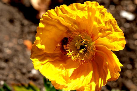Yellow poppy flowerの写真素材