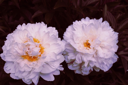Beautiful white flowersの写真素材