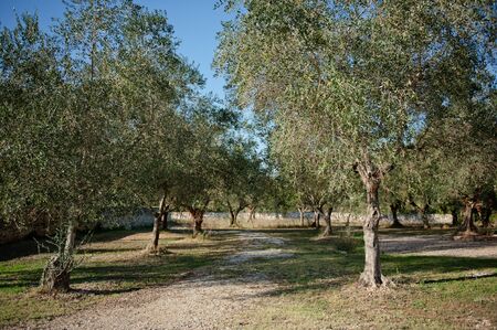summer s Italian garden with young olive treesの写真素材