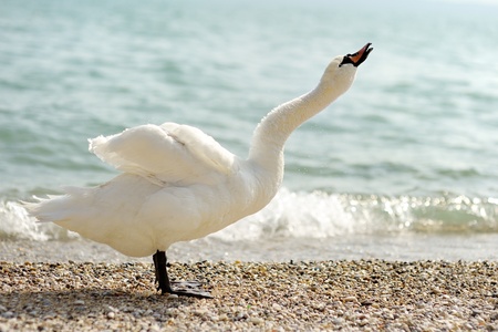 beautiful white swan standing on the shore of Lakeの写真素材