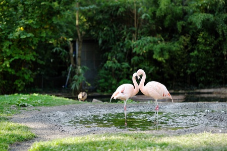 Beautiful pink flamingo at the zoo of Frankfurtの写真素材