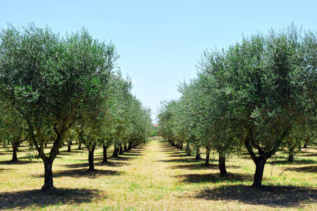 olive trees in Tuscany countryside, Toscana, Italy, Europeの写真素材