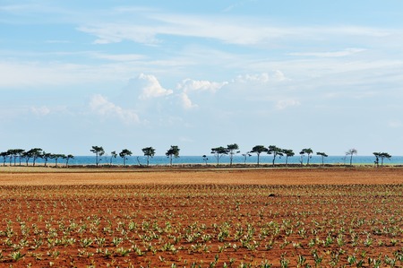 landscape with cultivated field under blue sky in Apulia, southern Italy