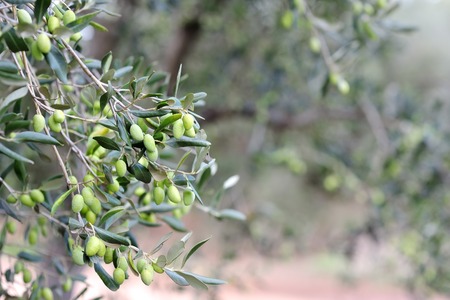 Detail of green olive tree branchの写真素材