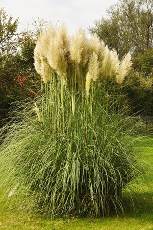Pampas grass plant (cortaderia selloana) growing in a gardenの写真素材