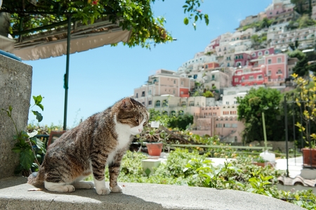 Cute cat, on background Positano scenic view, Amalfi coast, Italy, Europeの写真素材